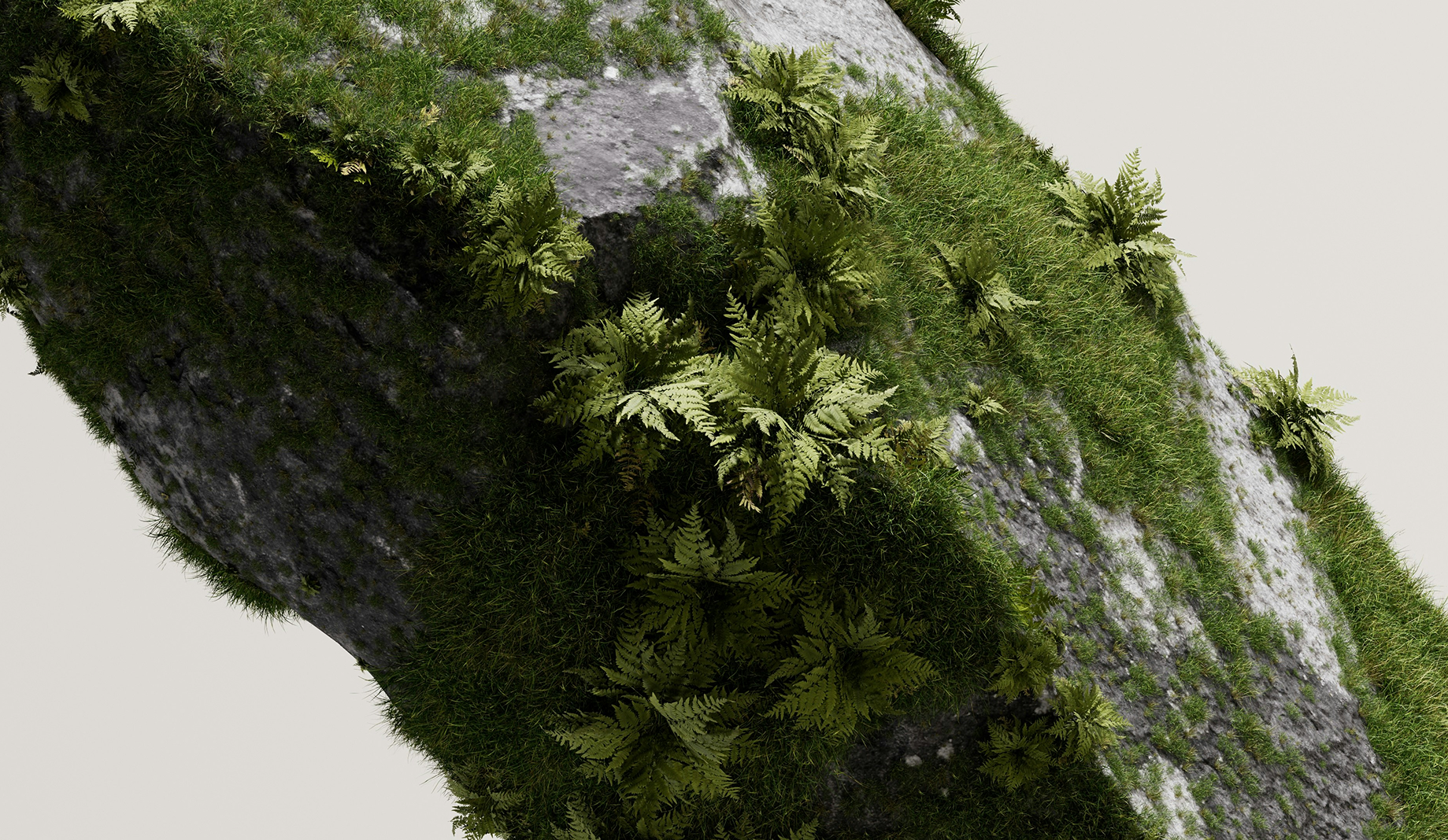 Close-up of moss and ferns growing on a sloped rock surface